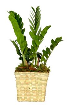 planta verde